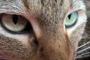 Come sapere se un gatto ha la cataratta