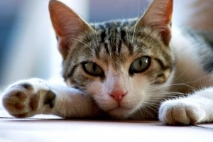 Come sapere se un gatto ha il cimurro