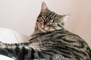 Come sapere se un gatto ha insufficienza renale