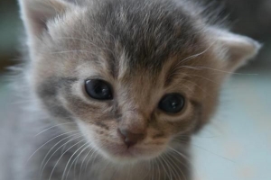 Come capire se un gatto è maschio o femmina?