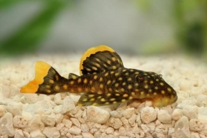 Come sapere se un pesce è malato