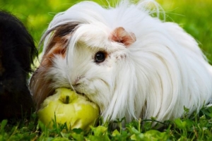 Come sapere se una cavia è incinta