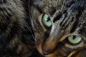 Come sapere se il mio gatto ha l'anemia