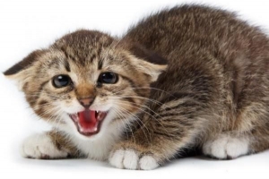 Come sapere se il mio gatto ha l'ansia