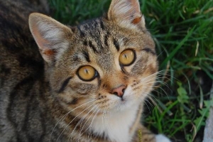Come sapere se il mio gatto ha i parassiti
