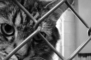 Come sapere se il mio gatto ha la rabbia