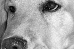 Come sapere se il mio cane ha la rogna