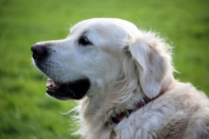 Come sapere se il mio cane è in travaglio?