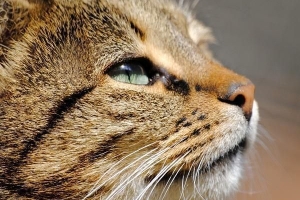 Come capire se il tuo gatto è malato