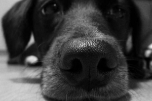 Come sapere se il tuo cane ha la febbre
