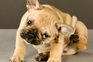 Come sapere se il tuo cane ha le pulci o la pelle secca