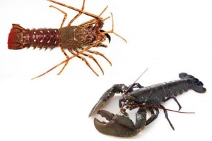 Come dire la differenza tra gamberi di fiume e aragosta
