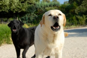 Come addestrare un cane a non mordere