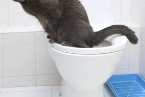 Come addestrare il tuo gatto a usare la toilette?
