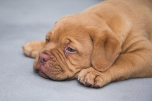 Come trattare un cane con l'epilessia