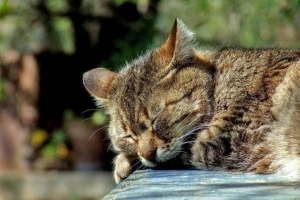 Come trattare un gatto avvelenato