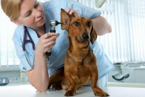 Come trattare l'otite canina o l'infezione all'orecchio?