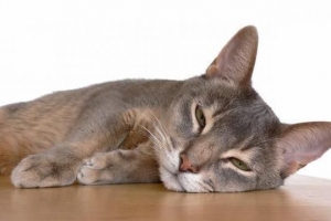 Come trattare le ferite del gatto?