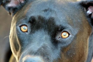 Come trattare la congiuntivite in un cane