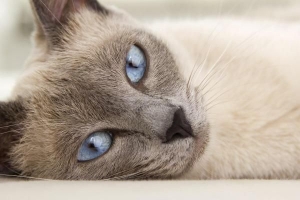 Come trattare la dermatite nei gatti?