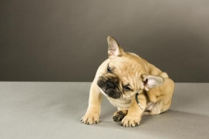 Come trattare la forfora del cane a casa?