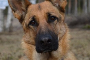 Come trattare la pelle secca sui cani