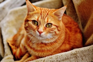 Come trattare l'herpes felino