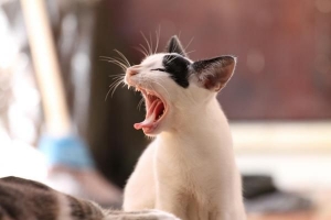 Come trattare la gengivite nei gatti
