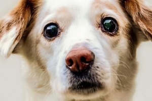 Come trattare il glaucoma nei cani in modo naturale