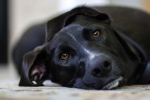 Come trattare l'indigestione nei cani