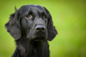 Come trattare la tigna nei cani in modo naturale?