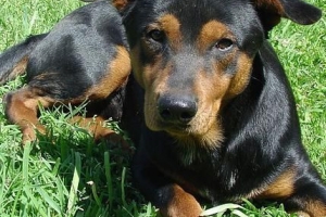 Come trattare la scabbia per i cani in modo naturale