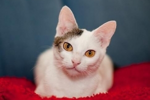 Come trattare la scabbia nei gatti in modo naturale a casa