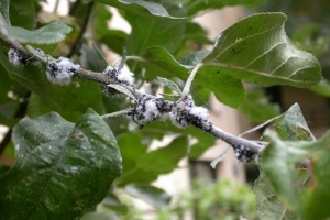 Come usare il sapone di potassio per le piante?