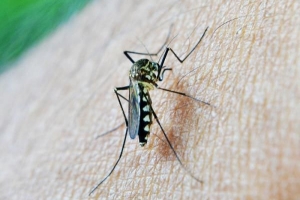 Fare un insetticida fatto in casa per le zanzare