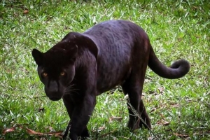 Significato dell'animale spirituale della pantera nera