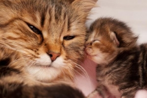 Nomi di animali femmine e dei loro piccoli