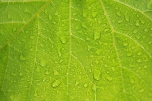 Piante perfette per i climi piovosi