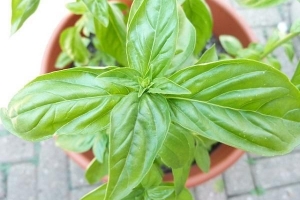 Le migliori piante aromatiche da appartamento
