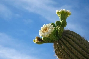 Il miglior cactus da coltivare in casa