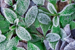 Le migliori piante resistenti al freddo per giardini e vasi