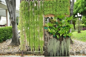 Le migliori piante per un giardino verticale