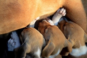 Le cause dell'aborto spontaneo del cane