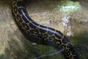 La differenza tra serpenti e vipere