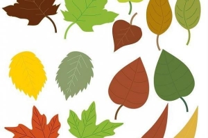 I diversi margini fogliari e i loro nomi