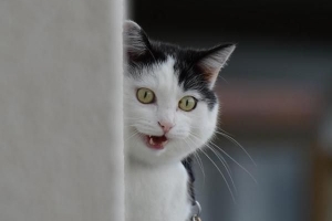 I nomi più divertenti per i gatti