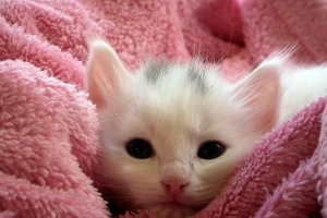 Le malattie più comuni del gatto e i loro sintomi