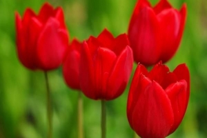 Il significato simbolico dei tulipani rossi