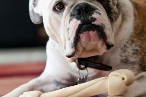 Le 10 migliori razze di cani che abbaiano di meno