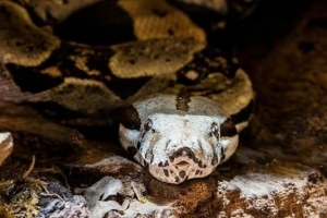 Cosa sono gli animali ovovivipari